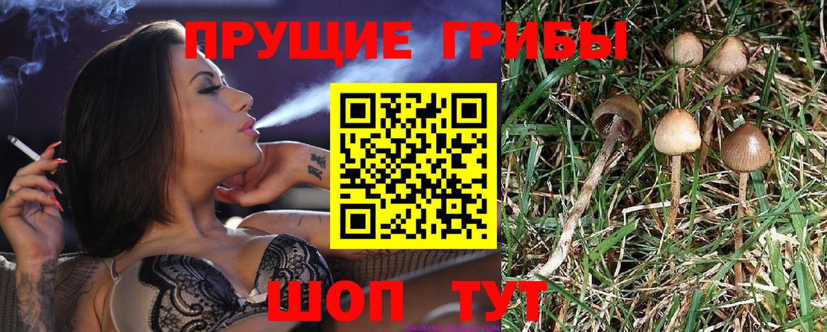 Псилоцибиновые грибы Psilocybe  Псилоцибиновые грибы ЛСД  Вход с VPN  Ефремов 